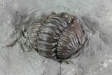 Wide, Enrolled Flexicalymene Trilobite In Shale - Ohio #68597-2